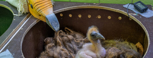 INJURED WING AND NINE PELLETS IN THE BODY: MIRACLE VULTURE PAIR PRODUCES CHICK IN PRAGUE
