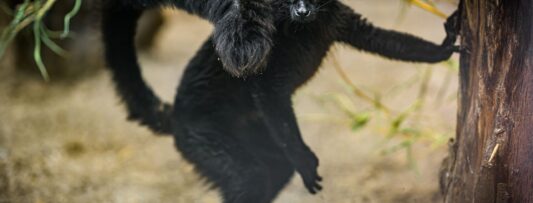 DARK LEMUR SETTLES IN PRAGUE ZOO