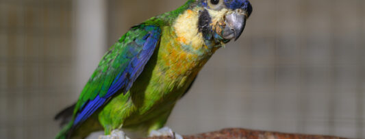FIRST BREEDING OF THE ORANGE-BREASTED LORIQUE IN THE CZECH ZOO